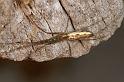 Tetragnatha_montana_D6056_Z_88_Les Gris_Frankrijk